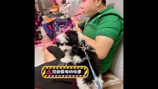 紀錄家中毛小孩的成長#花貴賓