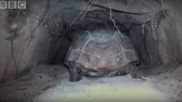 Attenborough: The Wonders of Tortoise Tunnel | BBC