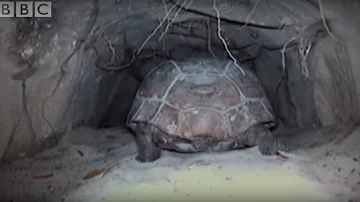 Attenborough: The Wonders of Tortoise Tunnel | BBC