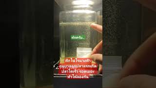 การฟักไข่ไรนางฟ้า อนุบาลลูกปลาแรกเกิด สุดยอดครับ