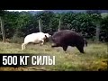 ВЫДЕРЖИТ ЛИ КАБАН УДАР В ПОЛ ТОННЫ?