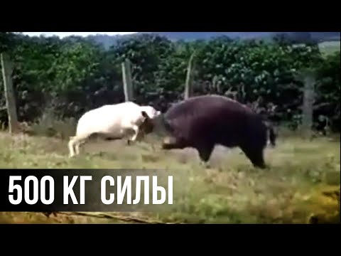 Видео: Барана убивают за шофар?