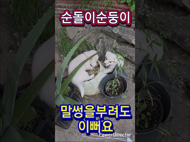 순돌이순둥이 넘이쁘죠 #강아지 # 이쁜이 #현철 #웃음