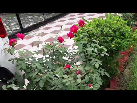 Lots of roses in my garden | everyday garden tour| my home garden|