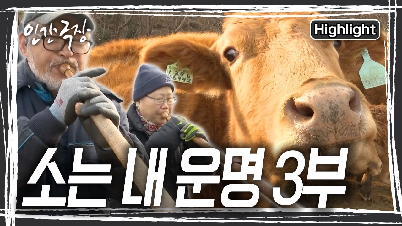 출산을 마친 까칠이. 목장 역사상 가장 작은 송아지가 탄생하고, 도통 일어나지 못하는 삼순이를 본 영현 씨 착잡해진다. [인간극장] KBS 260304 방송