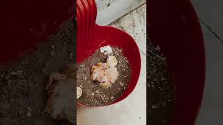 Cute peahen #youtubeshort #subscribe