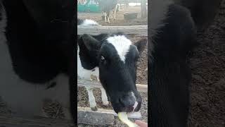 Старая корова Малышка и телочка Шанти друзья. #animal #животные #cow #cowvideos #коровы #теленок