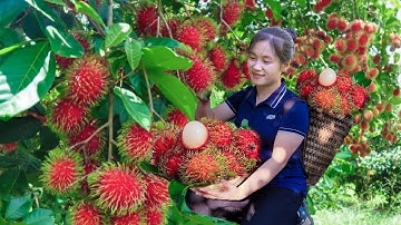 Harvest RAMBUTAN garden goes to the market sell | Ella Daily Life