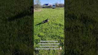 #право_на_жизнь #собака #чебоксары #приют #муниципальный_приют