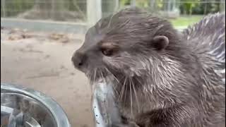 otters eating fish by ZWF MIAMI 775 views 1 year ago 12 seconds