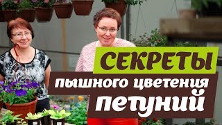 КАК ДОБИТЬСЯ ПЫШНОГО ЦВЕТЕНИЯ ПЕТУНИЙ?