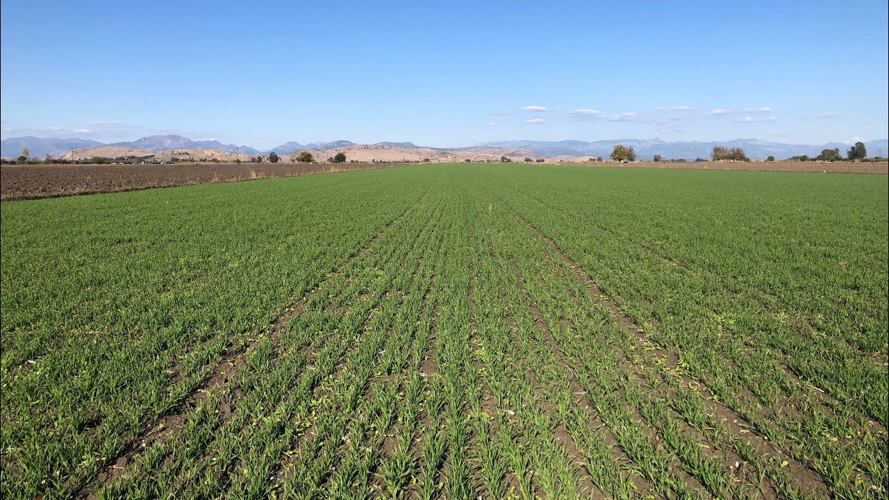 2022 yılı Arpa Kontrollerindeyiz || Arpa Yetiştiriciliği || Arpada Yabancı Ot Mücadelesi ||Hububat🌾