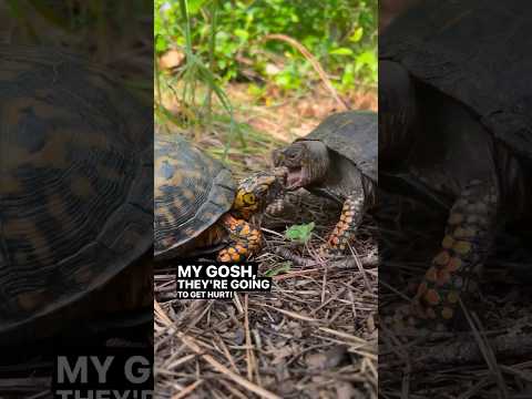 Vídeo: Tartaruga de Softshell de Florida