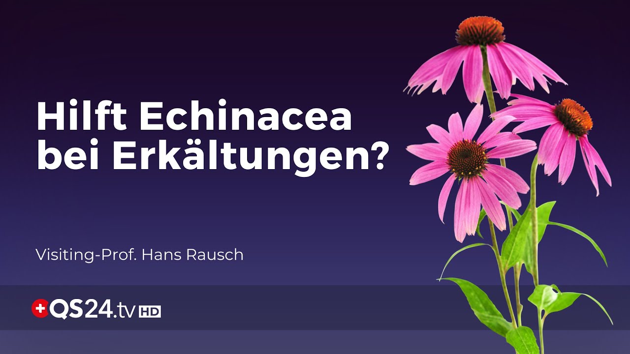 Prof. Hans Rausch Hilft Echinacea bei Erkältungen? | Prof. Hans Rausch | Mythos | QS24 ...