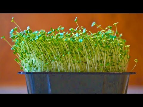 How to Grow Broccoli Microgreens