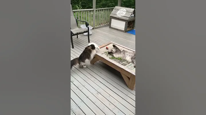 Watch the video about Two Adorable and Majestic MaineCoon Kitties | Catio Cat Scrap | #shorts