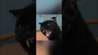 Life Never Gave Us Lemons