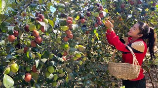 Jujube fruits season in my village / Pick jujube fruit to eat and prepare grilled fish