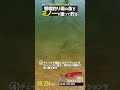 ルアーフィッシング好きならハマるエリアトラウトの釣り方 【エリアミノーイング 】How to fish with minnow plugs in troutarea #釣り #shorts