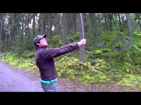 Video: Ero Puun Ja Metsän Välillä