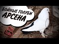 Ленинаканские голуби. В гостях у Арсена