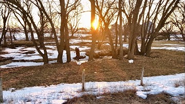 Tapping Trees and Boiling Sap!