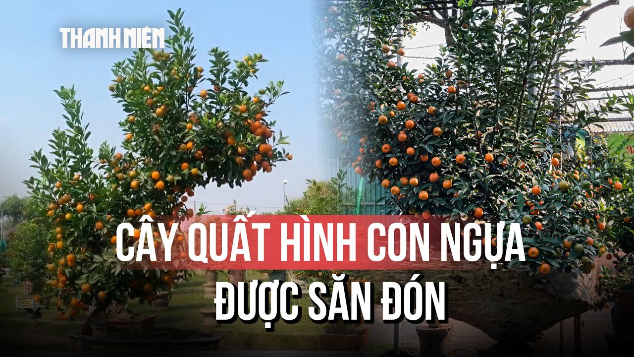 Cây quất tạo hình ngựa giá 30 triệu đồng, mất 7 năm trồng tại Hà Nội