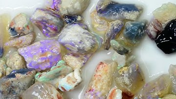 412 cts Australian Rough Fossil Opal Collection Lightning Ridge