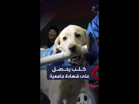كلب يحصل على شهادة جامعية بعد حضوره الدروس مع مالكته