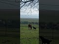 Jeka Dont love horses