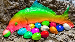 Rainbow Carp 💕 Trap Pink Eel, Satisfying Gorgeous Catfish Animation - Funny Rainbow Koi Fish Cartoon