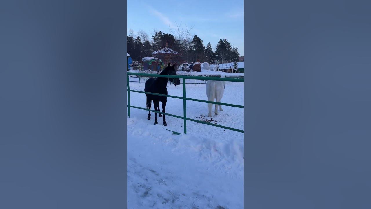 Разъяренный конь 🐎 Лошади цвета Инь и Ян ☯️ #зоопарк #zoo #лошади #конь ...