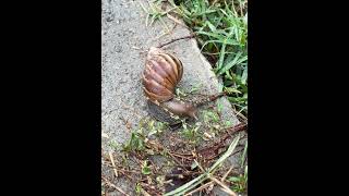 ខ្យងប៉ារ៉ា 🐌