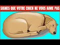 14 signes que votre chien ne vous aime pas | Incroyablement Top