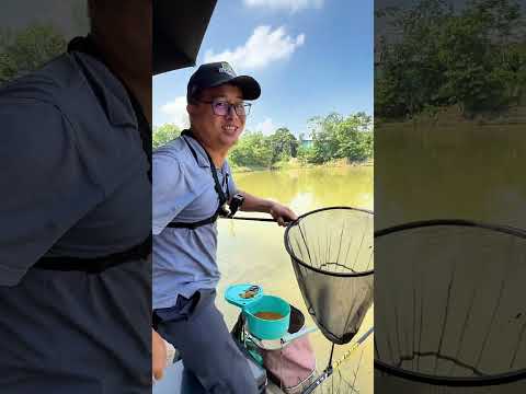Tại sao đang câu mồi bột mà lại dính phải con này??? #fishing #cauca