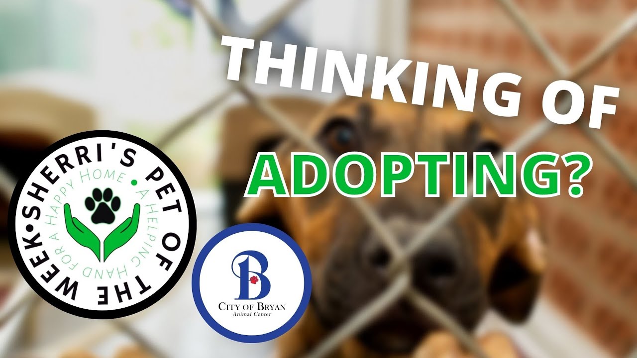 Pet of the Week: Ren❤