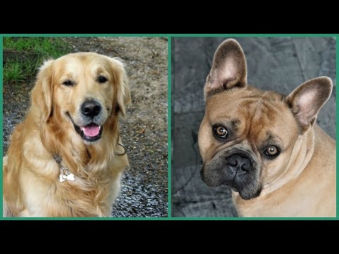 Video: Las cinco mejores razas de perros populares de la familia