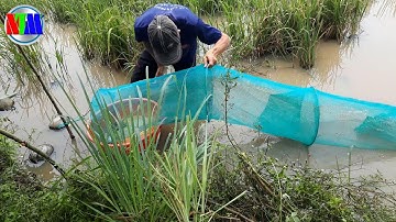 Nông thôn mới | đổ dớn mùa nước nổi dính lươn đồng ếch đồng thấy ham