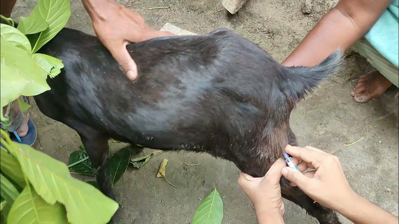 Dog bite treatment for goats YouTube