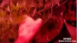 2nd cannabis grow - LED  Grow Lights KUSH