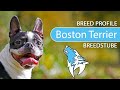 ► Boston Terrier Breed Profile [2022] Temperament &amp; Training