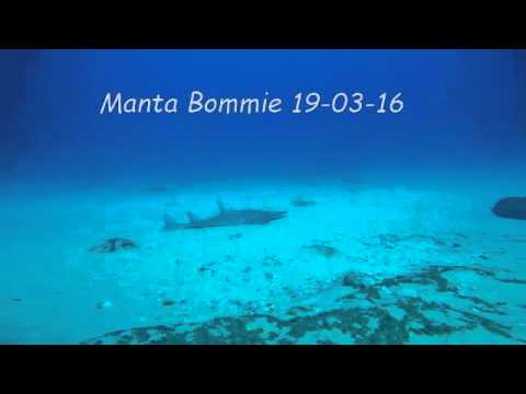 ⁣Scuba dive Manta Ray Bommie 19-03-16