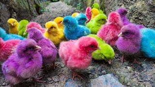 playing colorful chickens|white rabbits are eating a millet|funny bakbak|cute ducks|
