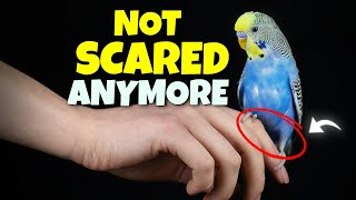 How to Tame a Scared and Skittish Bird | Compilation by Bird Nuggets 43,814 views 2 months ago 12 minutes, 16 seconds