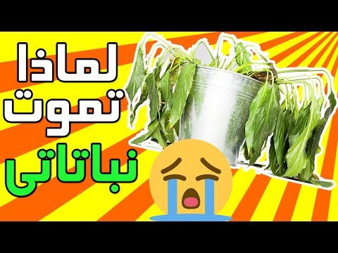 فيديو: كيفية زرع العصارة؟ الزرع الصحيح للنباتات النضرة بعد شرائها في وعاء آخر في الشتاء في المنزل