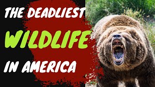 The DEADLIEST Wildlife In America - TOP 10 States You MUST Approach With Caution! #dangerousanimals