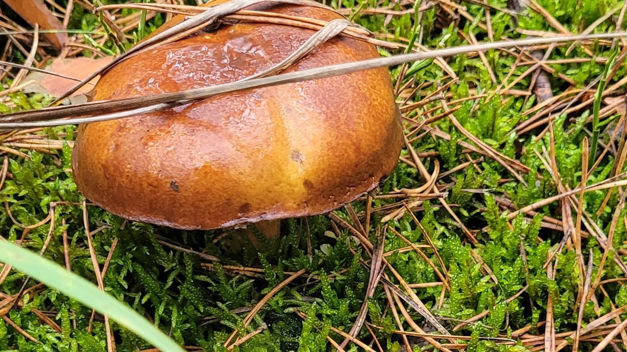 Grzyby 2025 r. późna jesień 18 listopada;grzyby jeszcze rosną, podgrzybki brunatne, wodnicha późna..