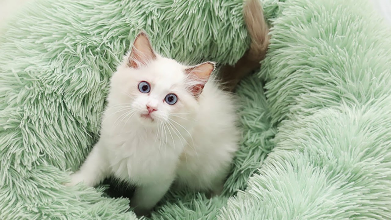 Soothing Pet Bed 2020—Anxiety and Stress of your pet! YouTube