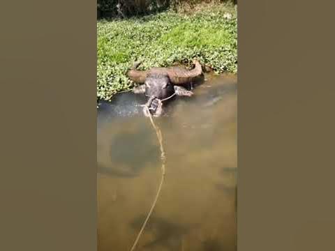 Буйвол прогуливается вод водой. Вьетнам. - YouTube