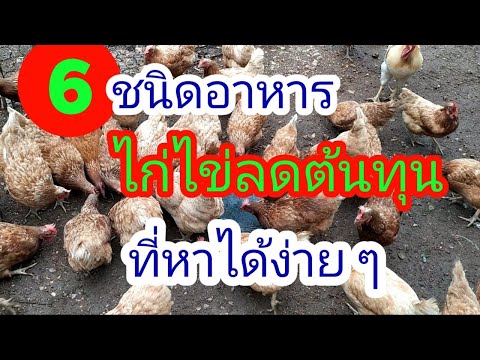 6 ชนิด อาหารไก่ไข่ลดต้นทุน ที่หาได้อย่างง่ายๆ